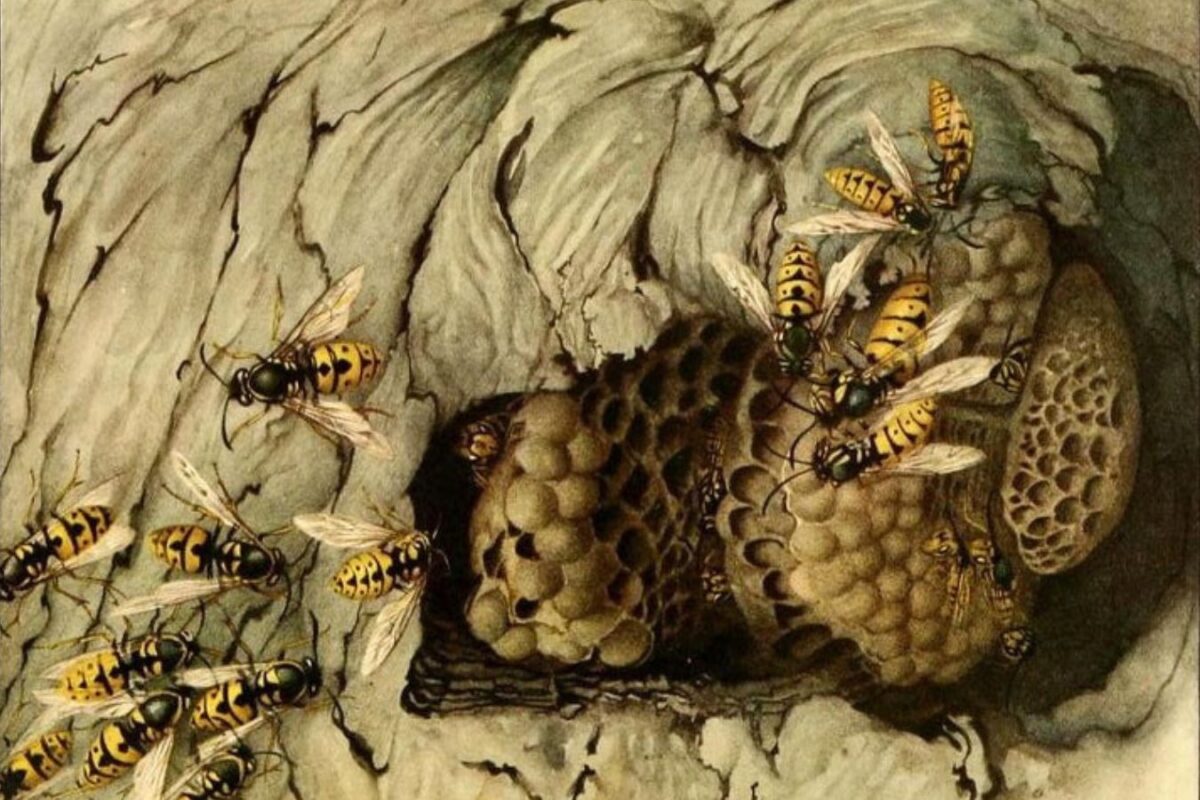 "Common wasps" plate from Jean-Henri Fabre's Book of Insects 1921 from the collection of the Biodiversity Heritage Library @biodivlibrary Thanks to The Internet Achive archive.org