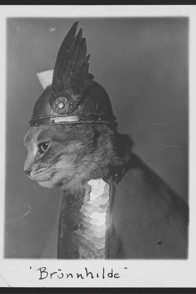 This cat is living her best life as valkyrie, model and muse in this 1936 photograph by Adolph Edward Weidhaas.
And now she's gracing the cover of todays Postcards from the Edge - my handwritten love letter to you.

Today's postcard model is Brünnhilde - Found thanks to 
@librarycongress 
#valkyrie #catlife #catlovers #postcards #oldphotographs #vintageart #loveletters #handwrittennotes #betterchoices #choose 