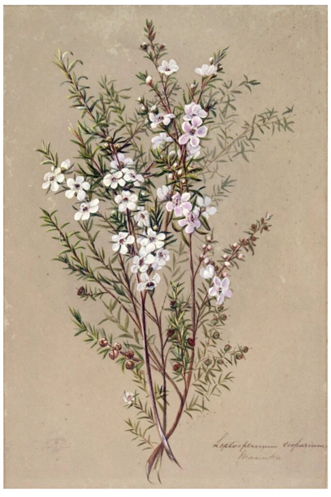 A branch of white manuka in flower and seed Leptospermum scoparium. Watercolour painting by Georgina Burne Hetley from the 1880s. Source: Alexander Turnbull Library NZ