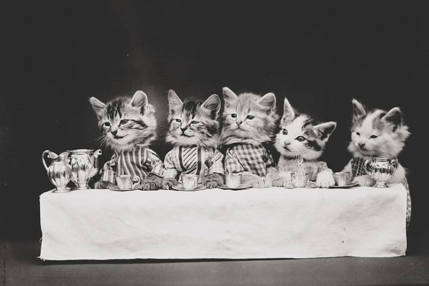 A hungry bunch - A group of kittens dressed up sitting on at a table having tea. Photo by Harry Whittier Frees. Public domain, thanks to   Library of Congress